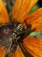 Paranthidium jugatorium