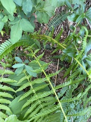 Oreopteris quelpartensis