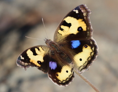 Junonia hierta