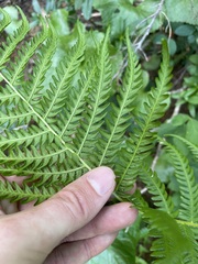 Oreopteris quelpartensis