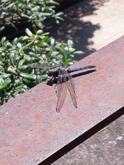 Orthetrum cancellatum