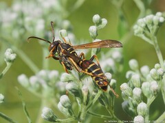 Polistes dorsalis