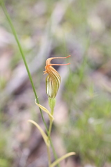 Pterostylis recurva