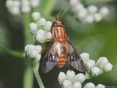 Chrysops flavidus