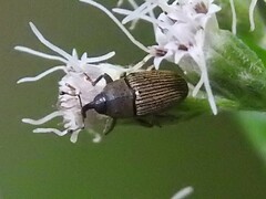 Odontocorynus umbellae