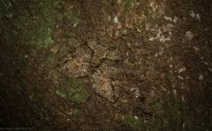 Polyclysta hypogrammata