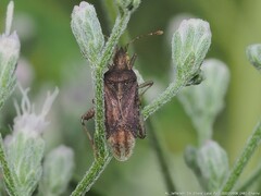 Harmostes fraterculus