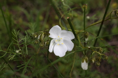 Drosera macrantha