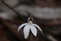 Caladenia saccharata