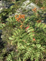 Sorbus scopulina