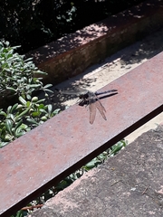 Orthetrum cancellatum