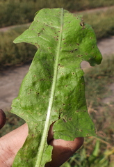Puccinia