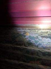 Eulithis gracilineata