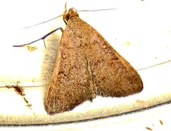 Bleptina caradrinalis