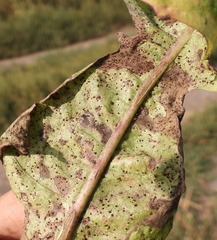 Puccinia