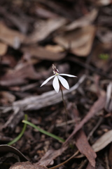 Caladenia saccharata