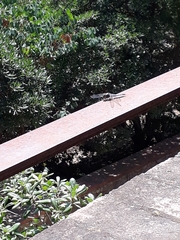 Orthetrum cancellatum