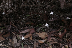 Caladenia saccharata