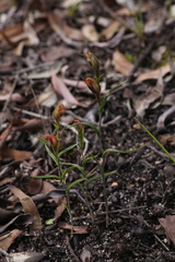 Pterostylis sargentii