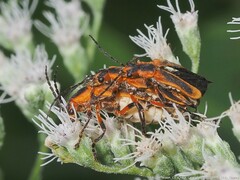 Chauliognathus marginatus