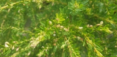 Lespedeza cuneata