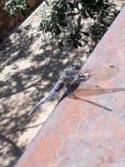 Orthetrum cancellatum