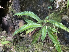 Polystichum lonchitis