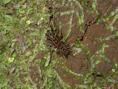 Scutigeromorpha