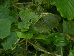 Bothriechis lateralis