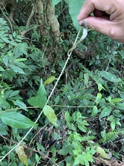 Rubus swinhoei