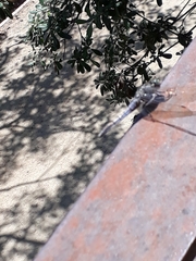 Orthetrum cancellatum