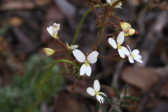 Stylidium ciliatum