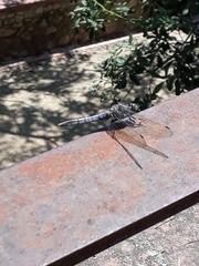 Orthetrum cancellatum