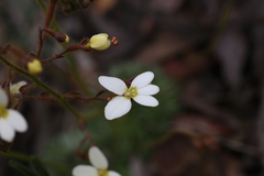 Stylidium ciliatum