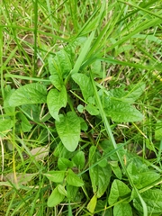 Ajuga reptans