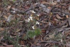 Stylidium ciliatum