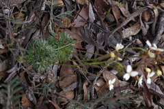 Stylidium ciliatum