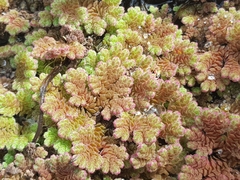 Azolla rubra