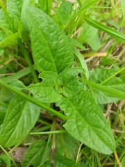 Ajuga reptans
