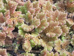 Azolla rubra