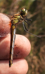 Sympetrum depressiusculum