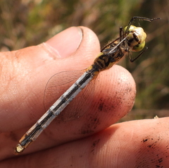 Sympetrum depressiusculum