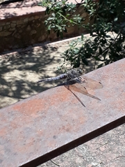 Orthetrum cancellatum