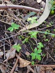 Hydrocotyle geraniifolia