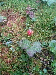 Rubus chamaemorus