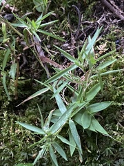 Dichanthelium microcarpon