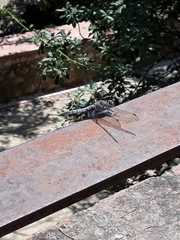 Orthetrum cancellatum