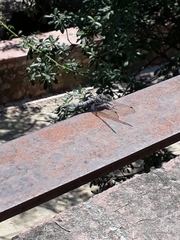 Orthetrum cancellatum