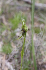 Pterostylis barbata