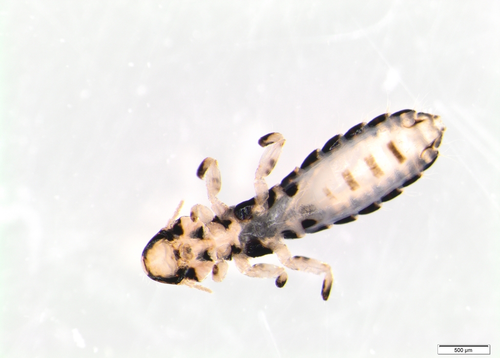 Parasitic Lice, Booklice, and Allies